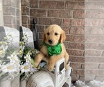Small Photo #4 Golden Retriever Puppy For Sale in RICHLAND, MO, USA