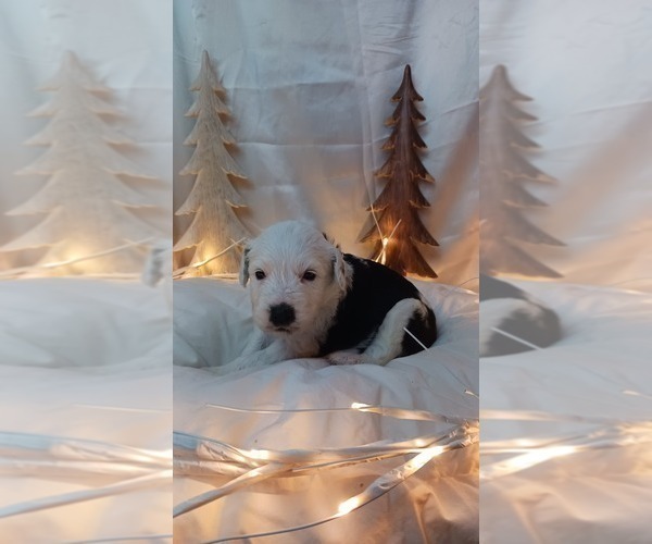 Medium Photo #4 Border Collie-Sheepadoodle Mix Puppy For Sale in MARATHON, WI, USA