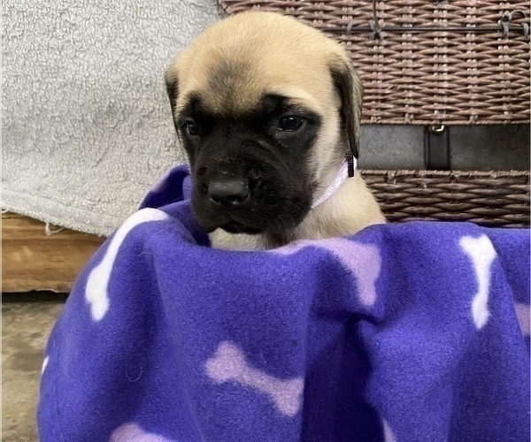 Medium Photo #4 Mastiff Puppy For Sale in BRUCETON MILLS, WV, USA