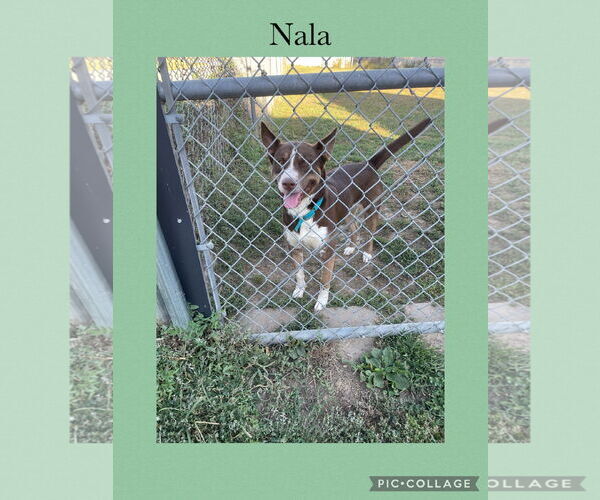 Medium Photo #2 Huskies -Labrador Retriever Mix Puppy For Sale in Kewanee, IL, USA