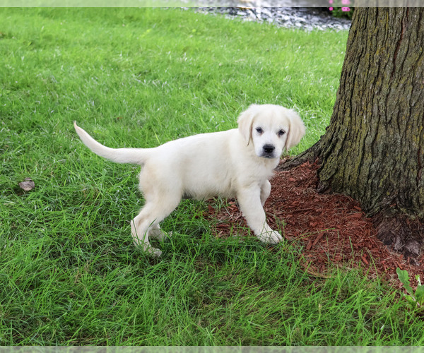 Medium Photo #3 Golden Retriever Puppy For Sale in SYRACUSE, IN, USA
