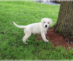 Small #2 Golden Retriever