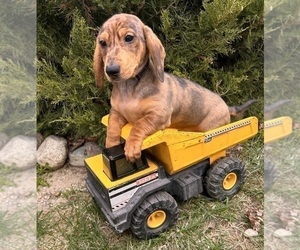 Dachshund Puppy for sale in MIDDLEBURY, IN, USA