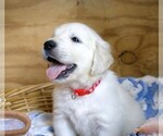 Puppy Ferrari English Cream Golden Retriever