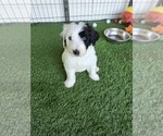 Puppy Nathalie Sheepadoodle