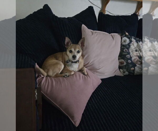 Medium Photo #7 Chihuahua-Unknown Mix Puppy For Sale in Salt Lake City, UT, USA