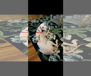 Pyredoodle Dogs for adoption in Holly Springs, NC, USA