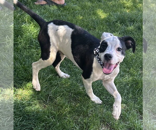Medium Photo #3 Rat Terrier-Unknown Mix Puppy For Sale in Phoenix, AZ, USA