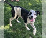 Small #2 Rat Terrier Mix