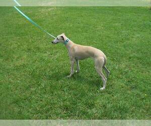 Whippet Puppy for sale in OWASSO, OK, USA