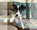 Small Photo #2 Mutt Puppy For Sale in New London, WI, USA
