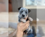 Puppy Silver Australian Cattle Dog