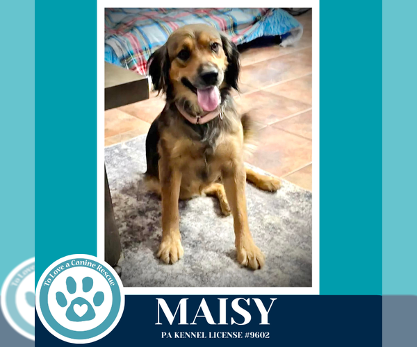 Medium Photo #3 Colonial Cocker Spaniel-German Shepherd Dog Mix Puppy For Sale in Kimberton, PA, USA