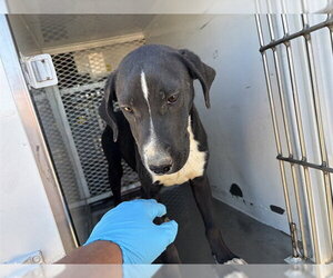 Labrador Retriever-Unknown Mix Dogs for adoption in Bakersfield, CA, USA