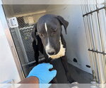 Small Labrador Retriever Mix