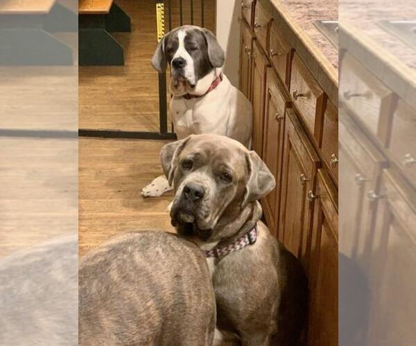 Medium Photo #1 Cane Corso Puppy For Sale in KING GEORGE, VA, USA