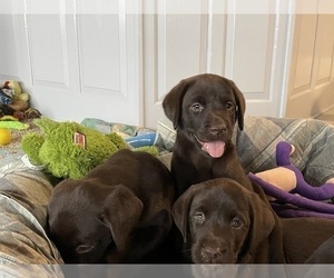 Labrador Retriever Puppy for sale in WAUSEON, OH, USA