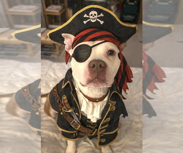 Medium Photo #4  Puppy For Sale in , 