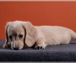 Small Photo #46 Dachshund Puppy For Sale in CROWLEY, TX, USA