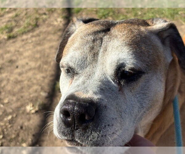 Medium Photo #1 Boxer-Unknown Mix Puppy For Sale in Tulsa, OK, USA
