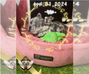 French Bulldog Puppy for sale in ATHENS, GA, USA