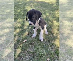 Great Dane Puppy for sale in ORACLE, AZ, USA