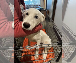 Siberian Husky Dogs for adoption in Houston, TX, USA