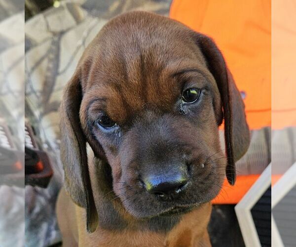 Medium Photo #1 Redbone Coonhound Puppy For Sale in DENVER, PA, USA