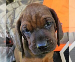 Redbone Coonhound Puppy for sale in DENVER, PA, USA