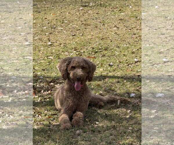 Medium Photo #7 Mutt Puppy For Sale in Valrico, FL, USA