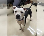 Small Mutt
