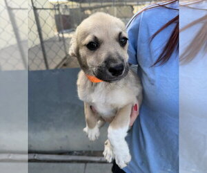 Dorothy - Female Labrenees Dog for Adoption - Photo #2