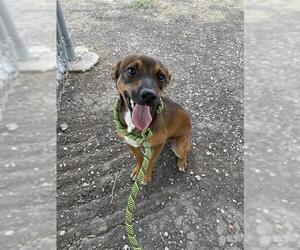 Labrador Retriever-Unknown Mix Dogs for adoption in Corpus Christi, TX, USA