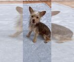 Small #1 Mutt