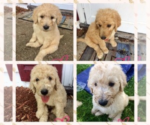 Labradoodle Puppy for sale in SHELBYVILLE, IN, USA