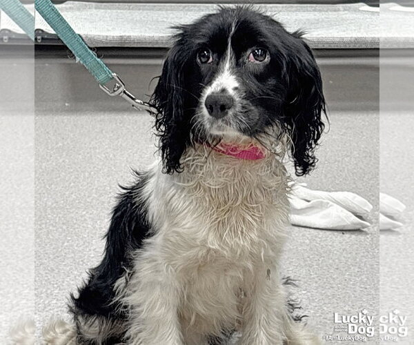 Medium Photo #2 Cocker Spaniel-Unknown Mix Puppy For Sale in Washington, DC, USA