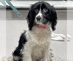 Small #1 Cocker Spaniel Mix