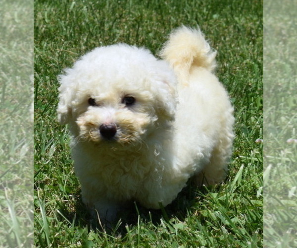 Medium Photo #1 Bichon Frise Puppy For Sale in BOYCE, VA, USA
