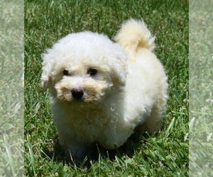 Bichon Frise Puppy for sale in BOYCE, VA, USA