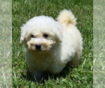 Small Photo #1 Bichon Frise Puppy For Sale in BOYCE, VA, USA