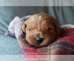 Small Photo #14 Goldendoodle Puppy For Sale in DENISON, TX, USA