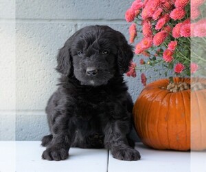 Newfypoo Puppy for sale in FREDERICKSBG, OH, USA