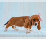 Small #3 Basset Hound