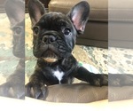 Small Photo #9 French Bulldog Puppy For Sale in BUCHANAN DAM, TX, USA