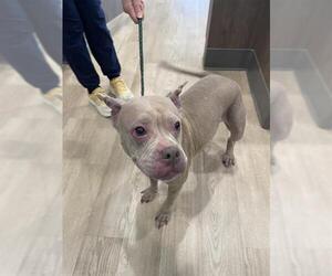 American Pit Bull Terrier Dogs for adoption in Pearland, TX, USA