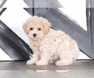 Poochon Puppy for sale in BEL AIR, MD, USA