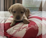 Small Photo #35 Labrador Retriever Puppy For Sale in ELIZABETH, WV, USA