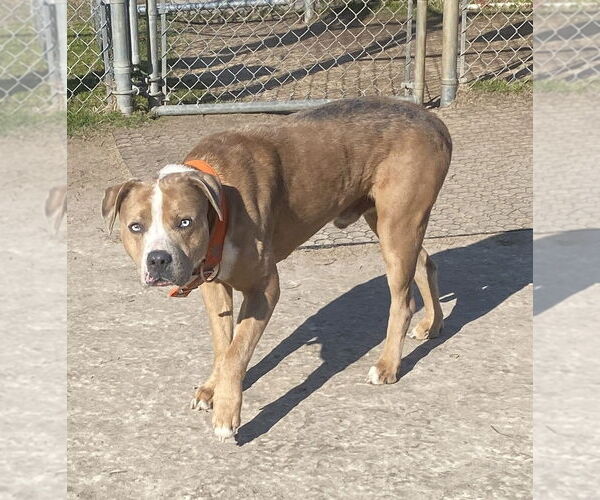Medium Photo #3 American Pit Bull Terrier-Unknown Mix Puppy For Sale in Virginia Beach, VA, USA