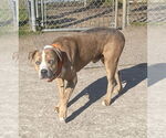 Small #2 American Pit Bull Terrier Mix