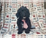 Small #6 Aussiedoodle Miniature 